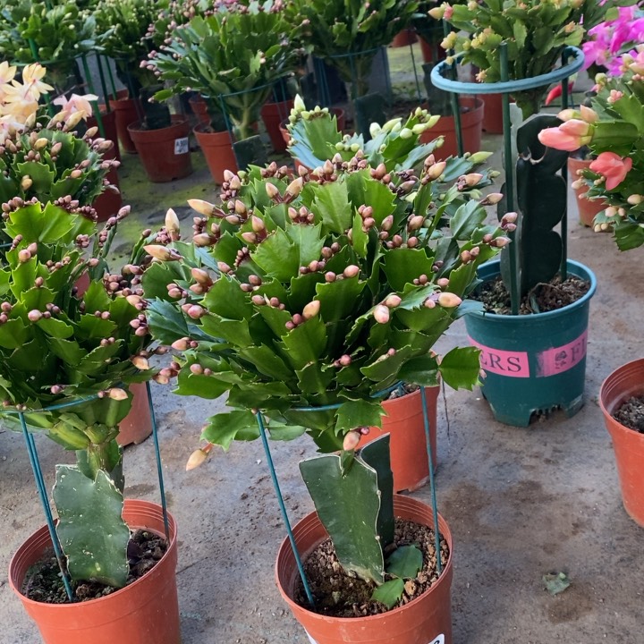 当前无花栽培后可以开花雨***1948嫁接黄索