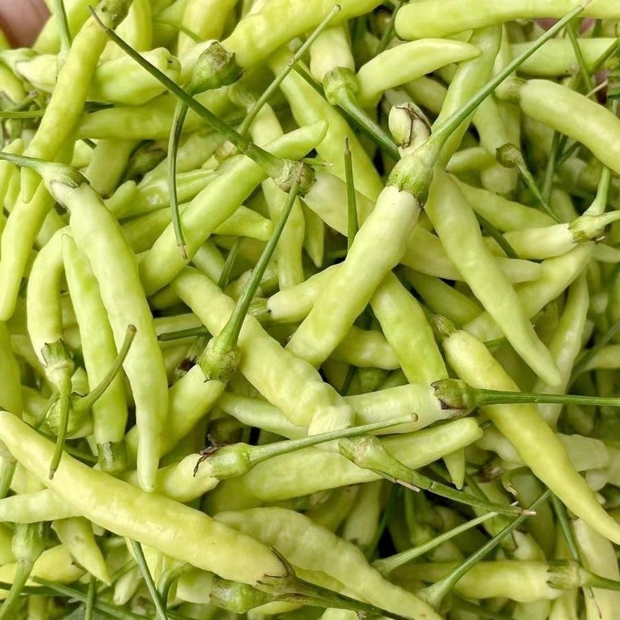  特辣云南正宗皱皮野山椒新鲜白米辣小米辣新鲜泡椒野山椒150g