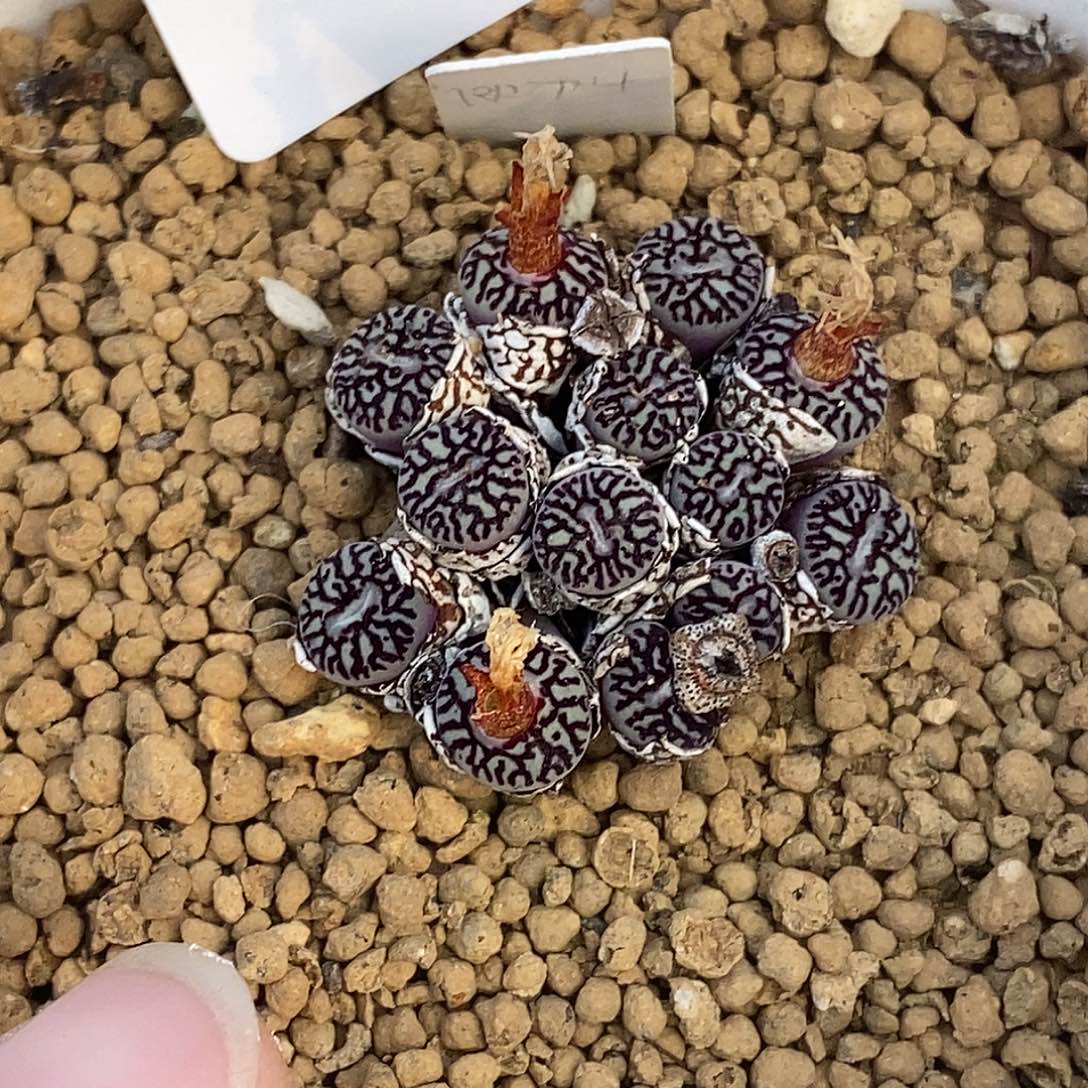 ?**菁1231-超墨。      