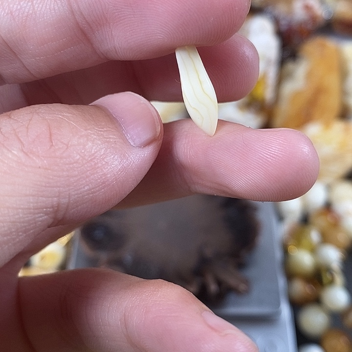 琥珀未镶嵌裸石我