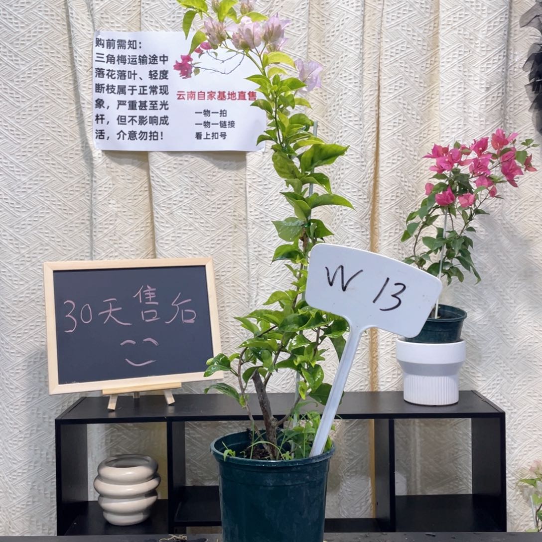 绣***球大量花朵（建议范围：8朵-15朵 或40%以上）金边丽娜W13