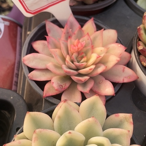 月亮仙子15.8一盆888888