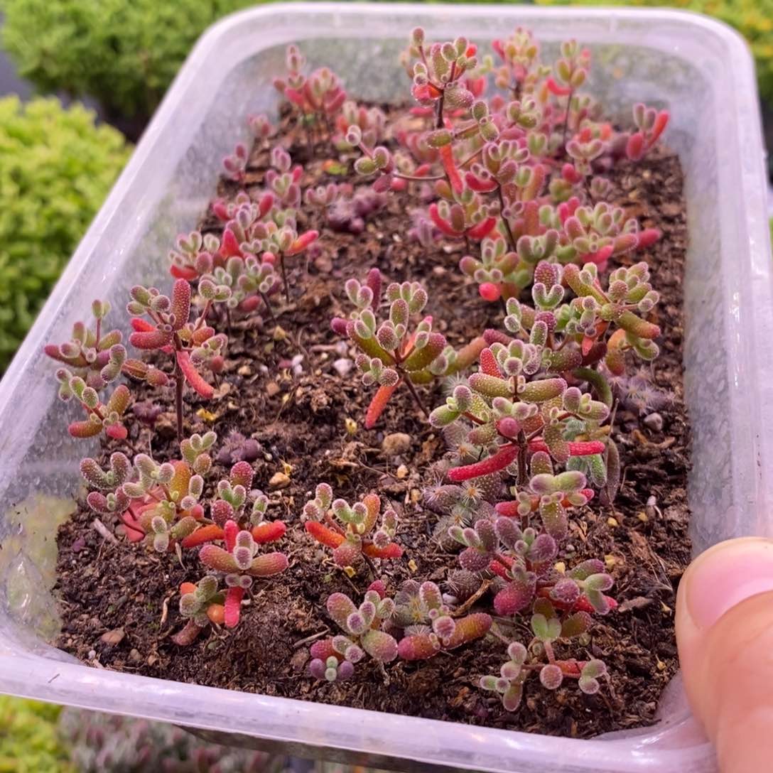 严**美434混合切糕。    