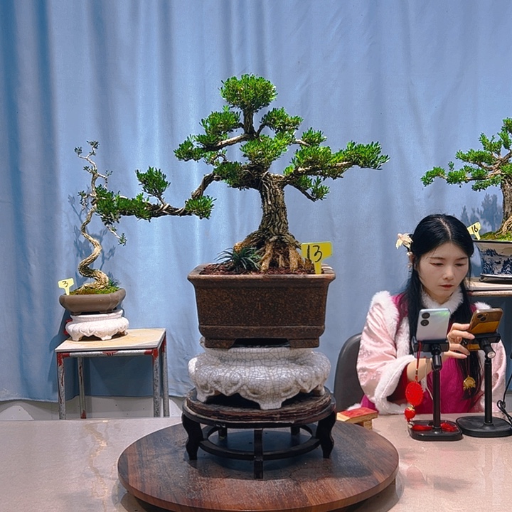 无花朵广东皱皮雀舌黄杨