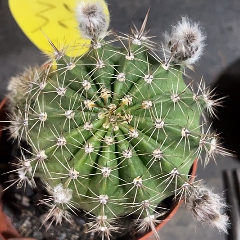 实生彩草编号33号