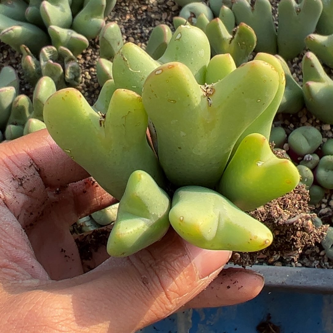 多肉植物11111111111111111