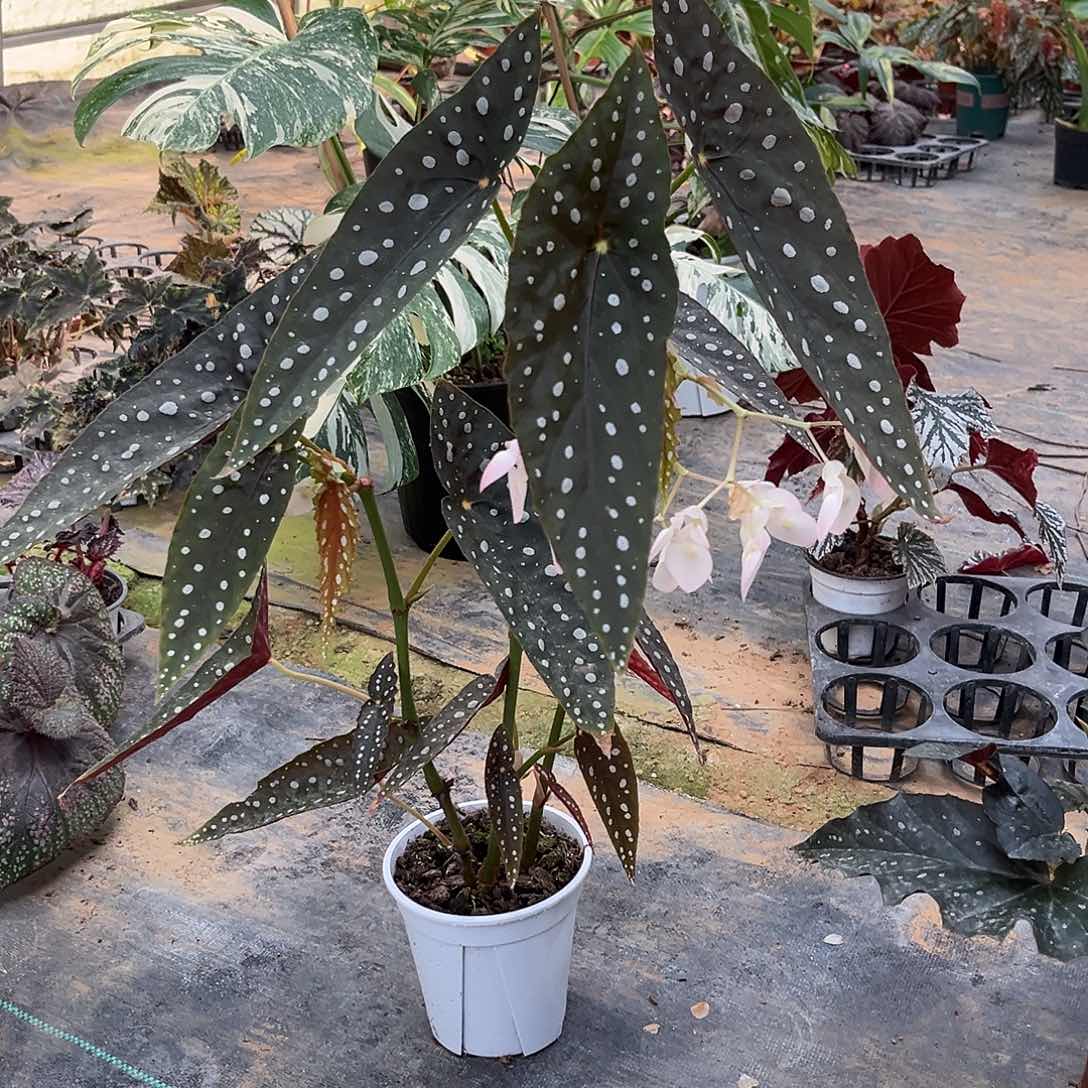 不开花植物赛拉山王浙江