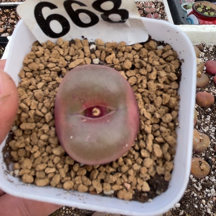 完全开放668蟠桃带盆