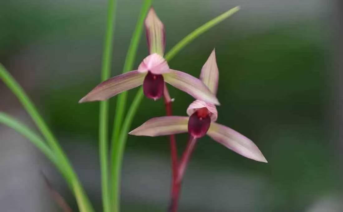 建兰寒兰莲瓣兰春兰墨兰惠兰直播间一物一拍