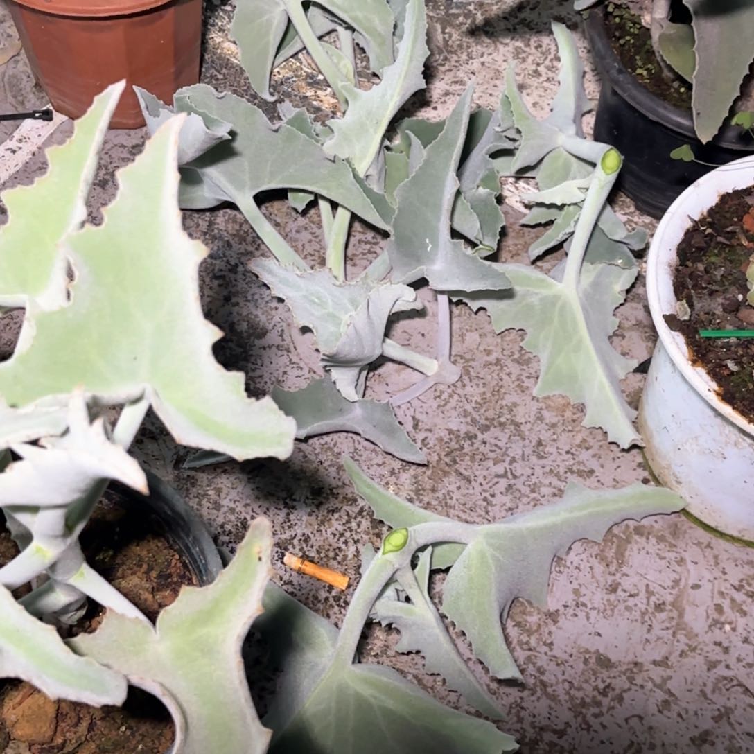 雨**荷白衣，7 级头盖，14 个