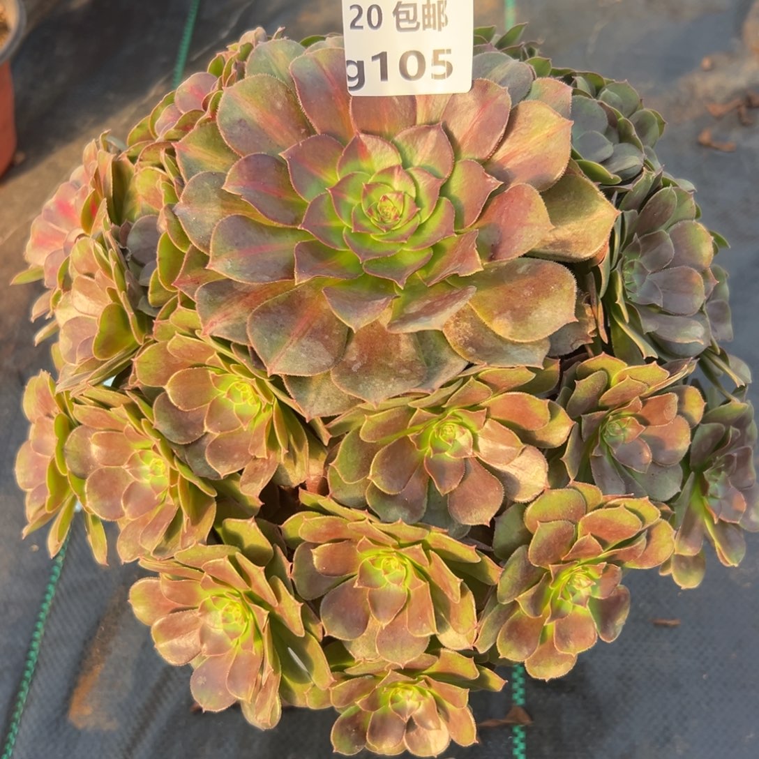 105红茶，满20包邮嘟叮熊