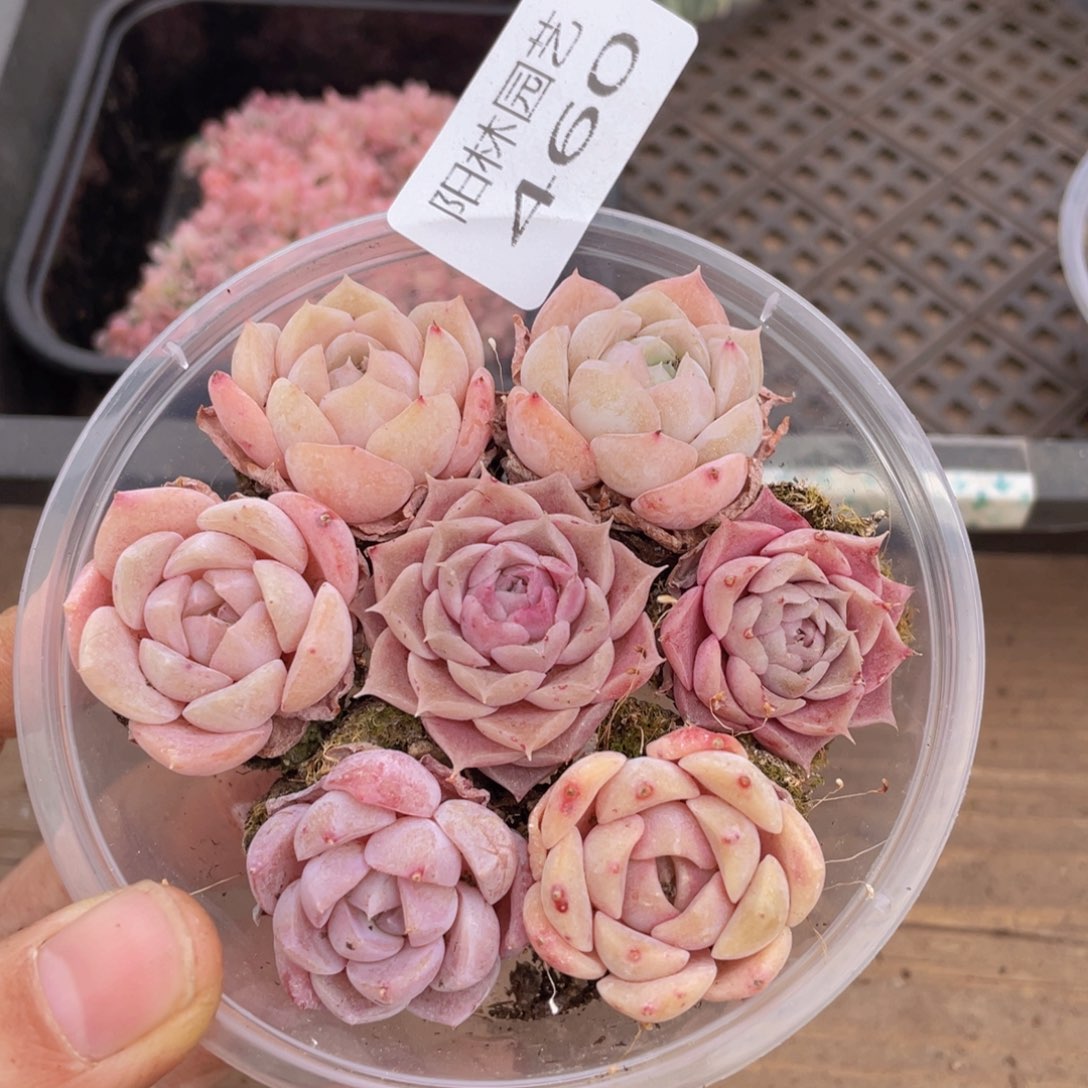 多肉植物多肉植物460