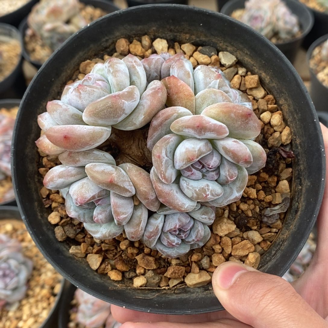 六头绿底紫心小肥肥包子