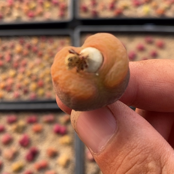 22100一颗一颗一颗