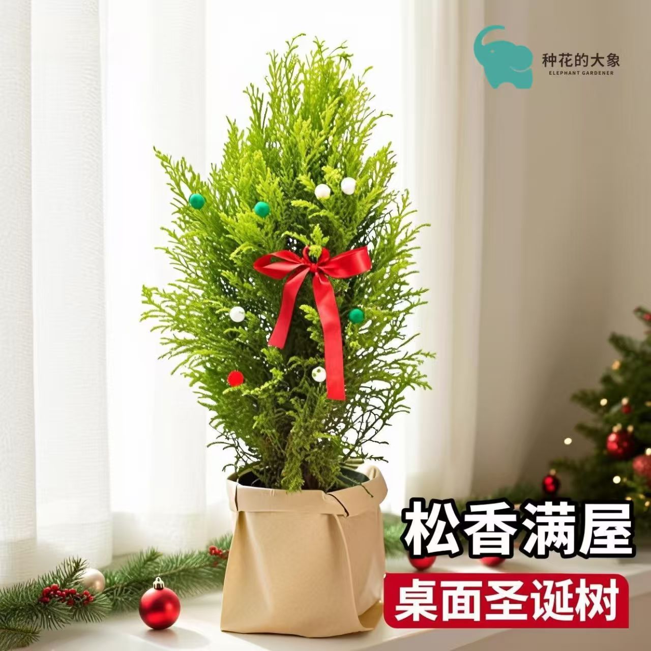 香松圣诞树盆栽绿植室内客厅净化空气懒人好养桌面氛围感装饰植物
