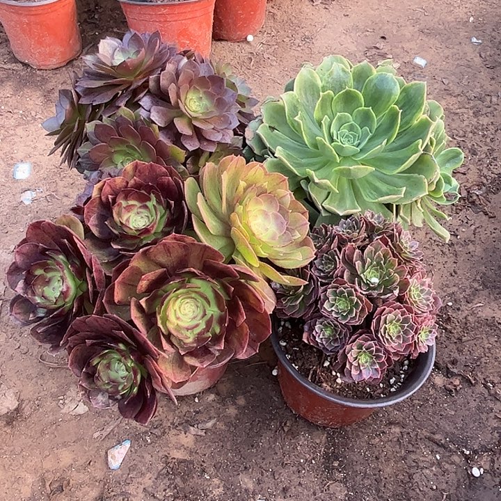 096多肉植物瑕疵特价，