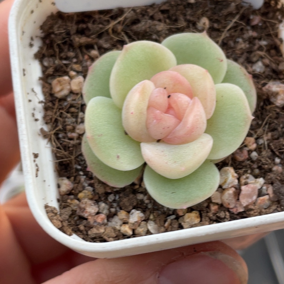 鹅****546号糖心冰心珍妮