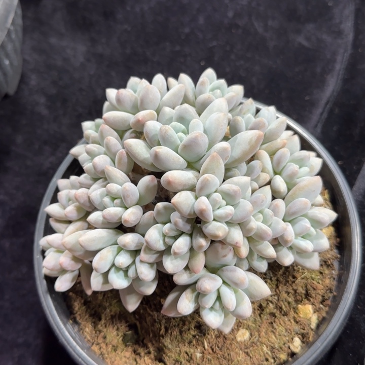 14厘米左右一物一拍的