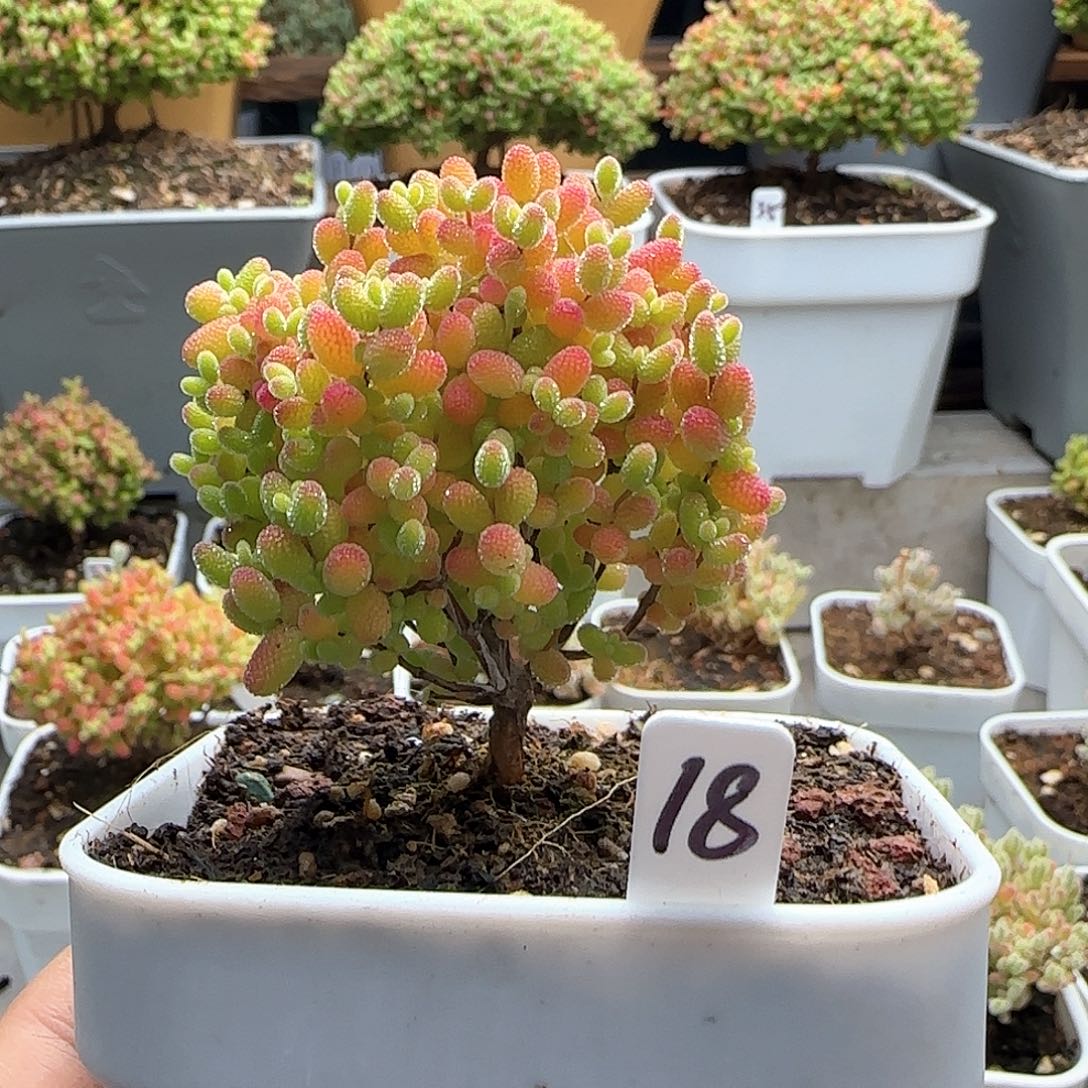 蜜橘糖球枝干番杏