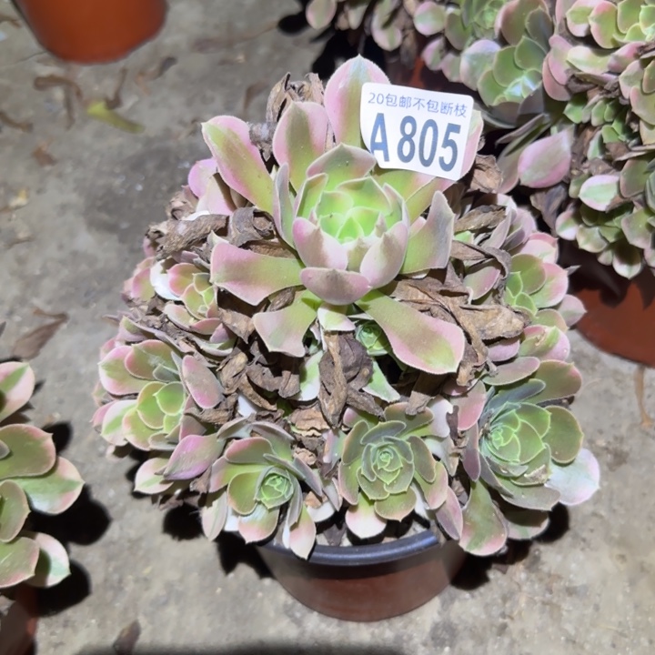 香妃，不包断枝……多肉植物