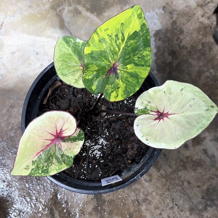 258-0206彩叶芋广东现货多肉