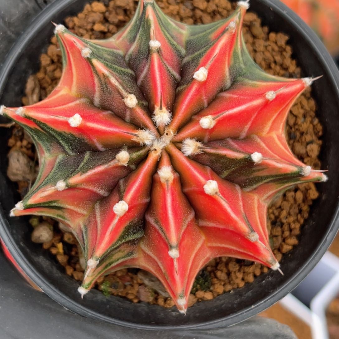 用****5实生内骨锦福利哈哈哈哈哈