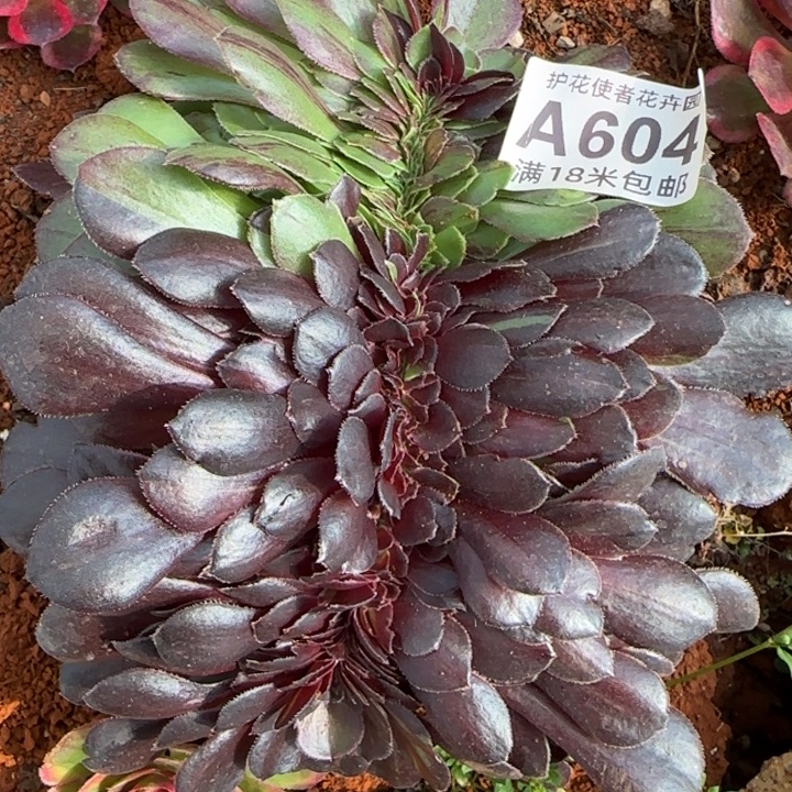 多肉法师花月夜缀化