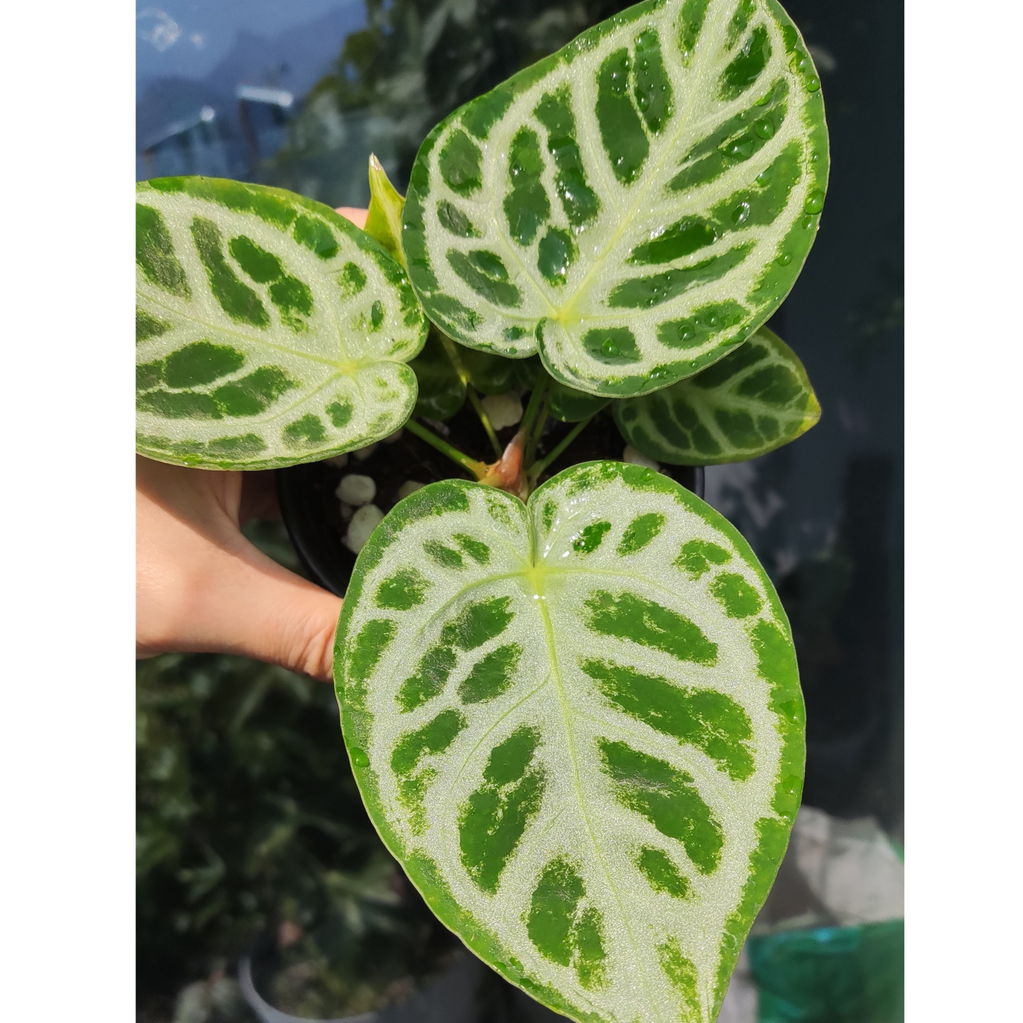 超银刷子满银刷子福利上新