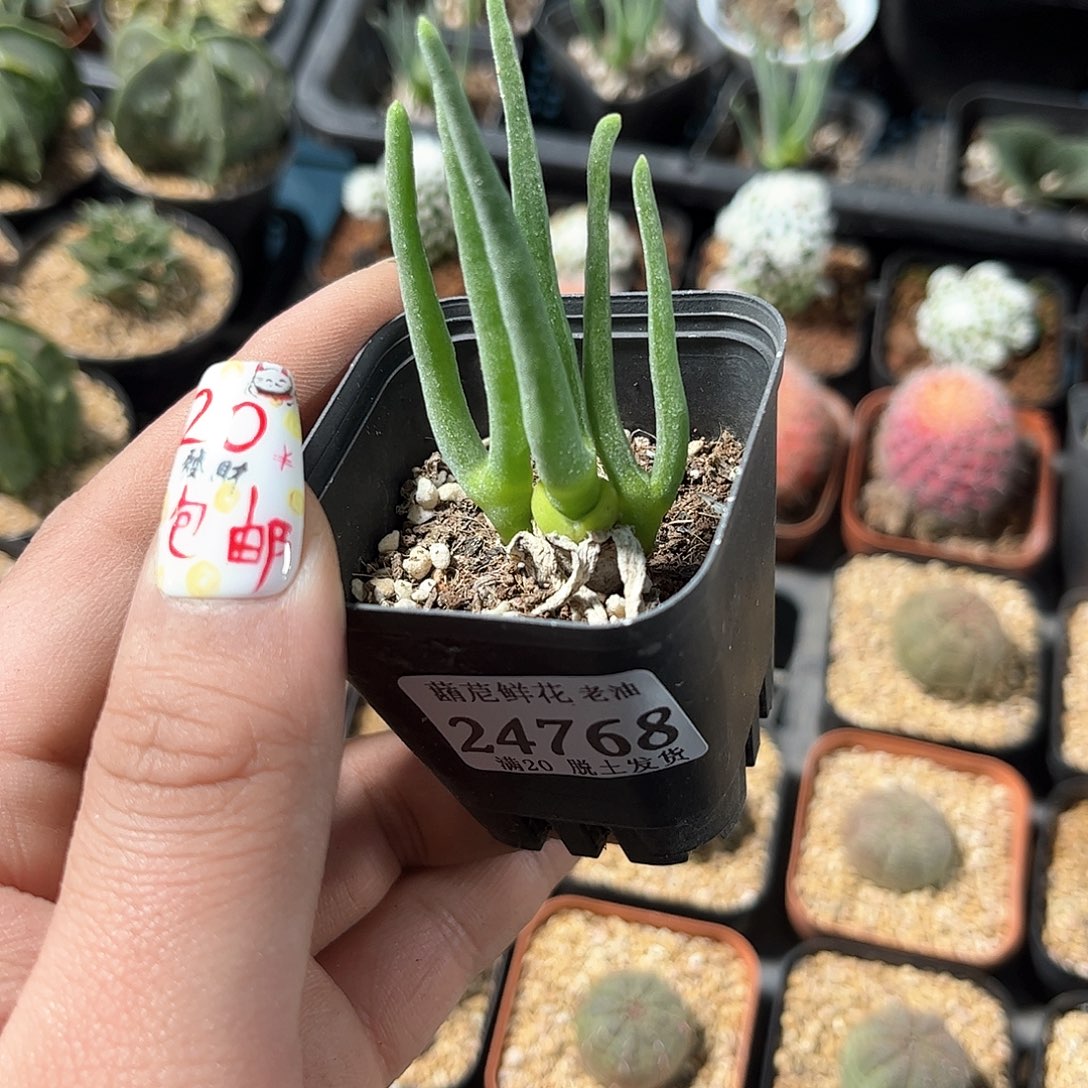 24768一物一拍单头发货