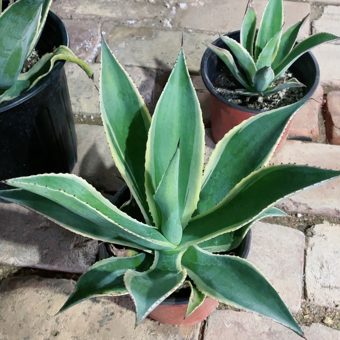 凯尔特龙舌兰包邮25公分