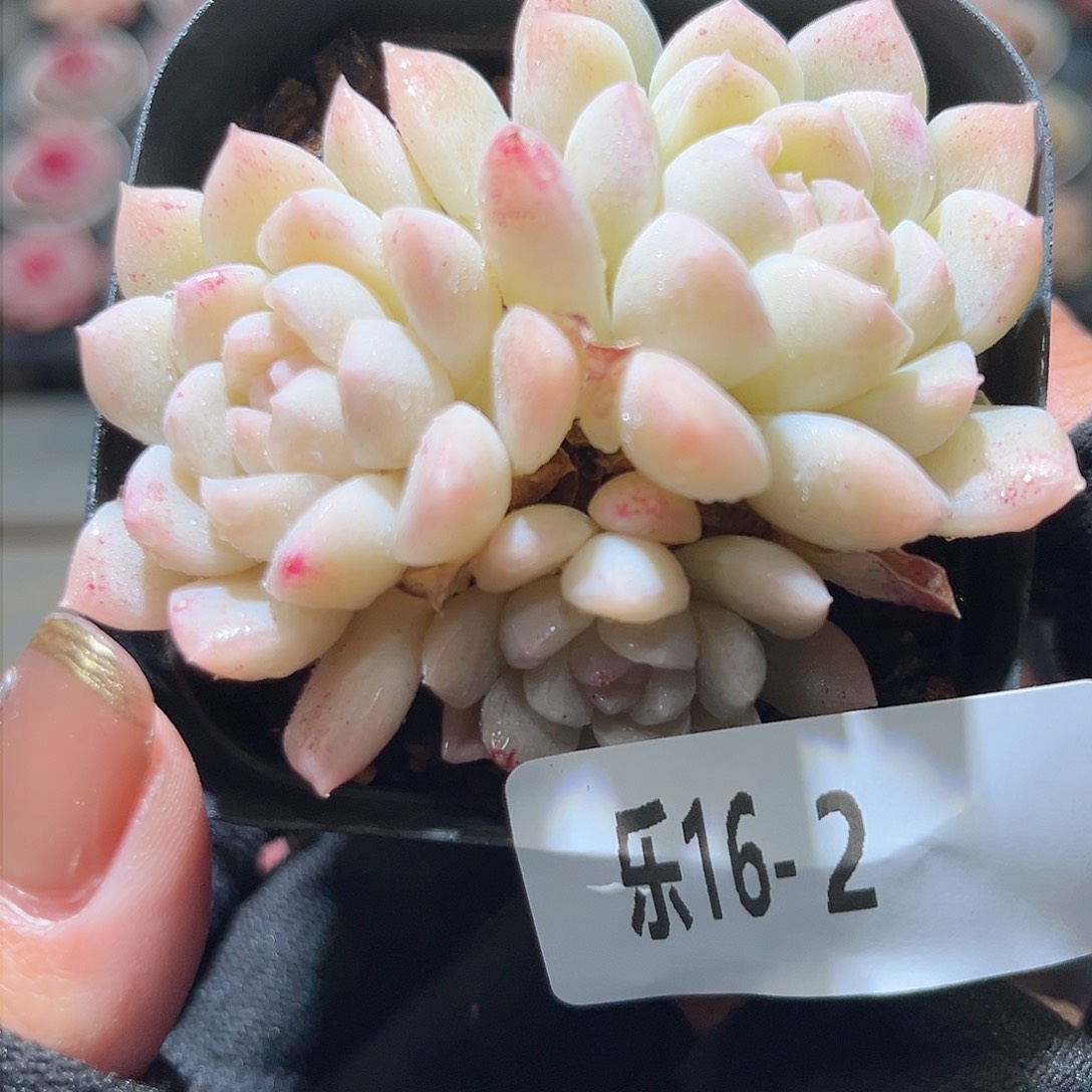 乐16-2 白雪群不包整