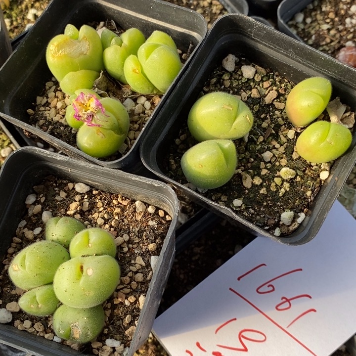 1661一组一组3盒