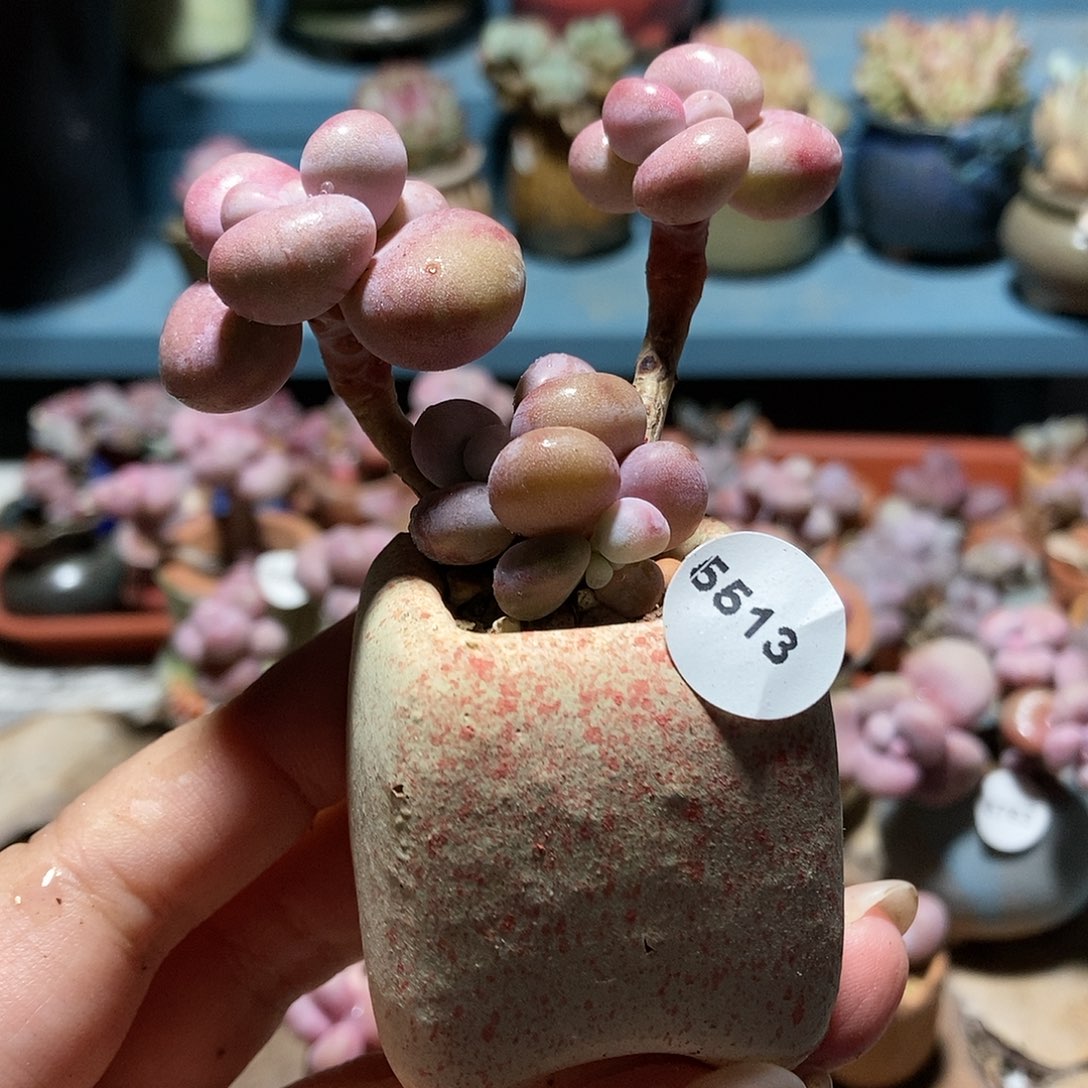 5513糖果腰子蛋带盆土