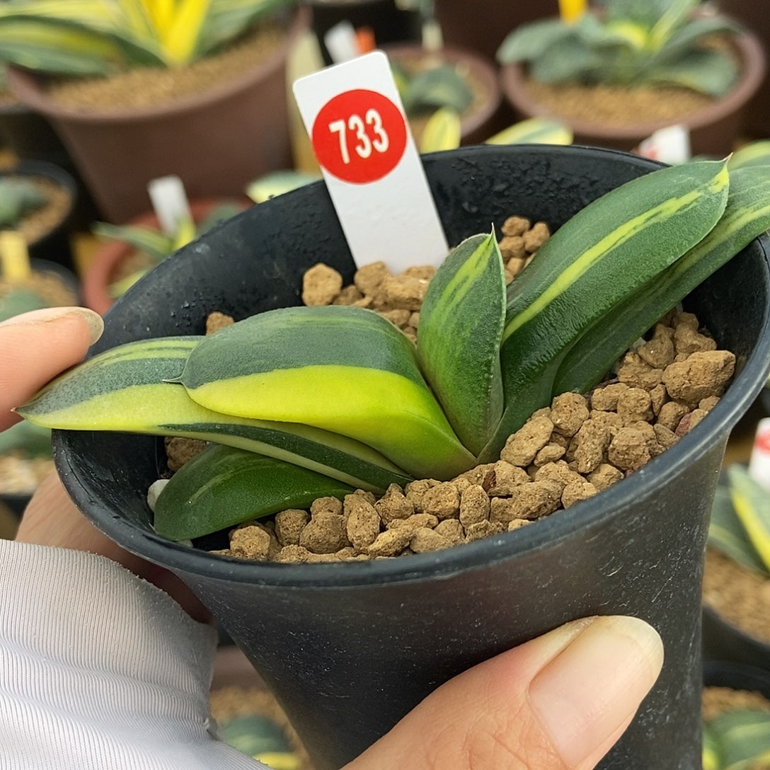 733卧牛实生锦带盆发货