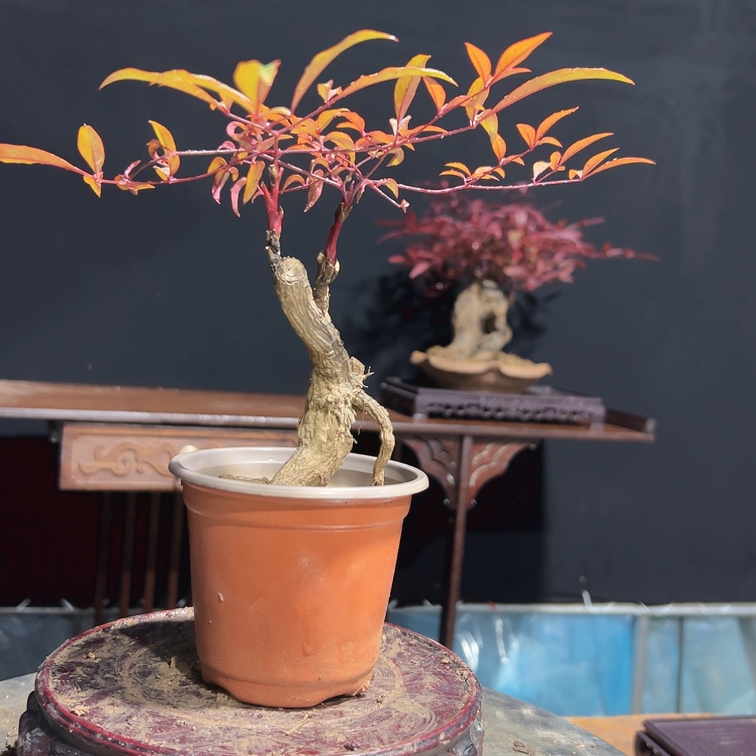 无花朵00000000000030