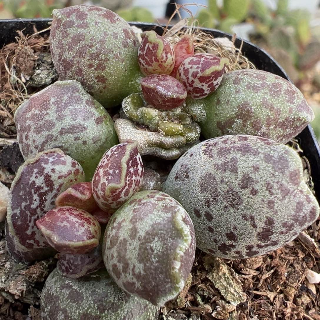 血斑达摩海豹多肉植物