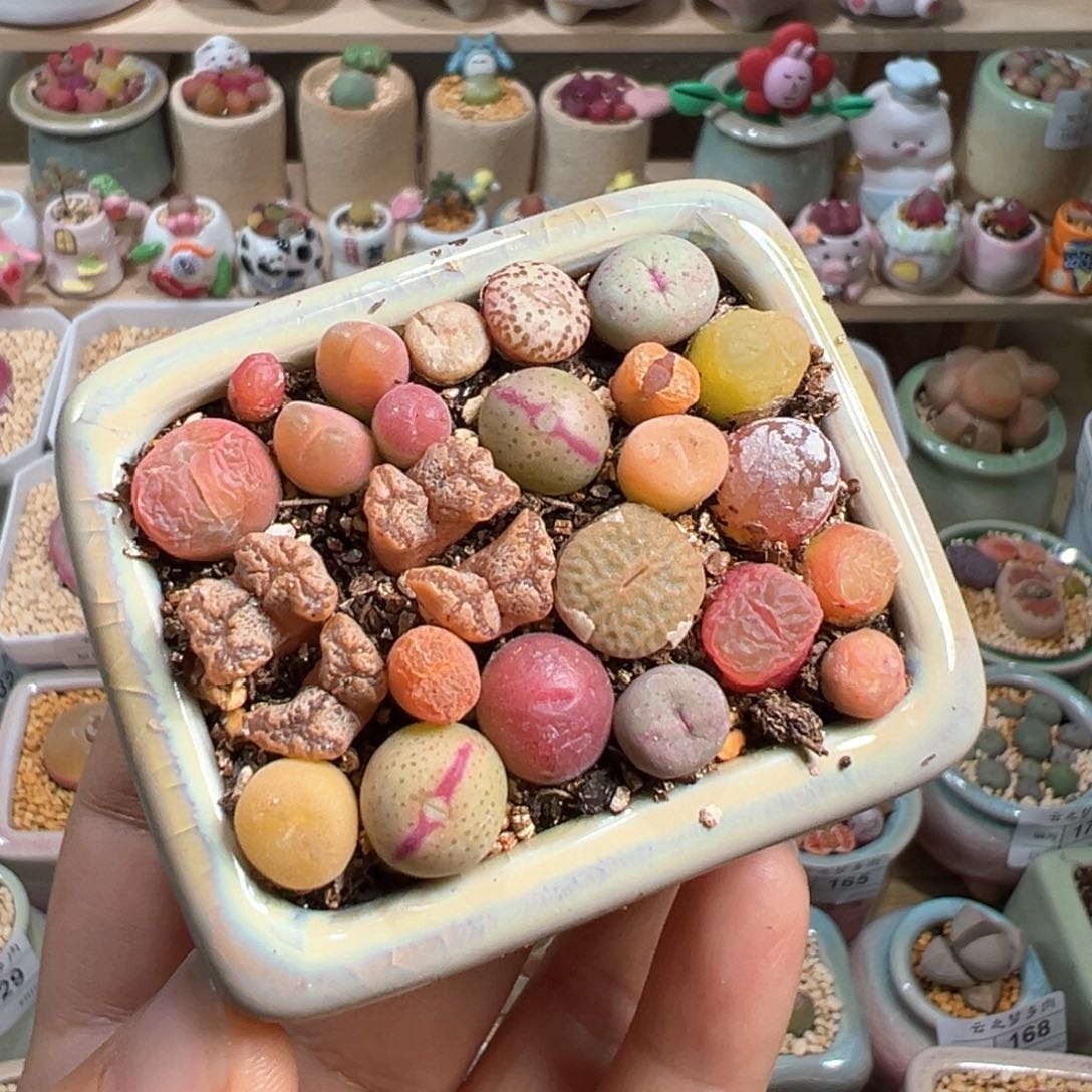 多肉植物177号肉锥混合