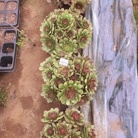 2.1-73红丝绒多肉植物