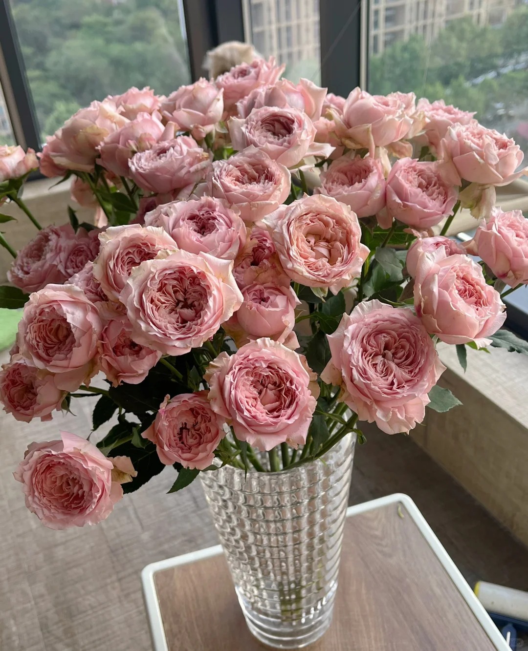 【朱丽叶塔】  多头泡泡  一单包邮  云南昆明斗南基地直发