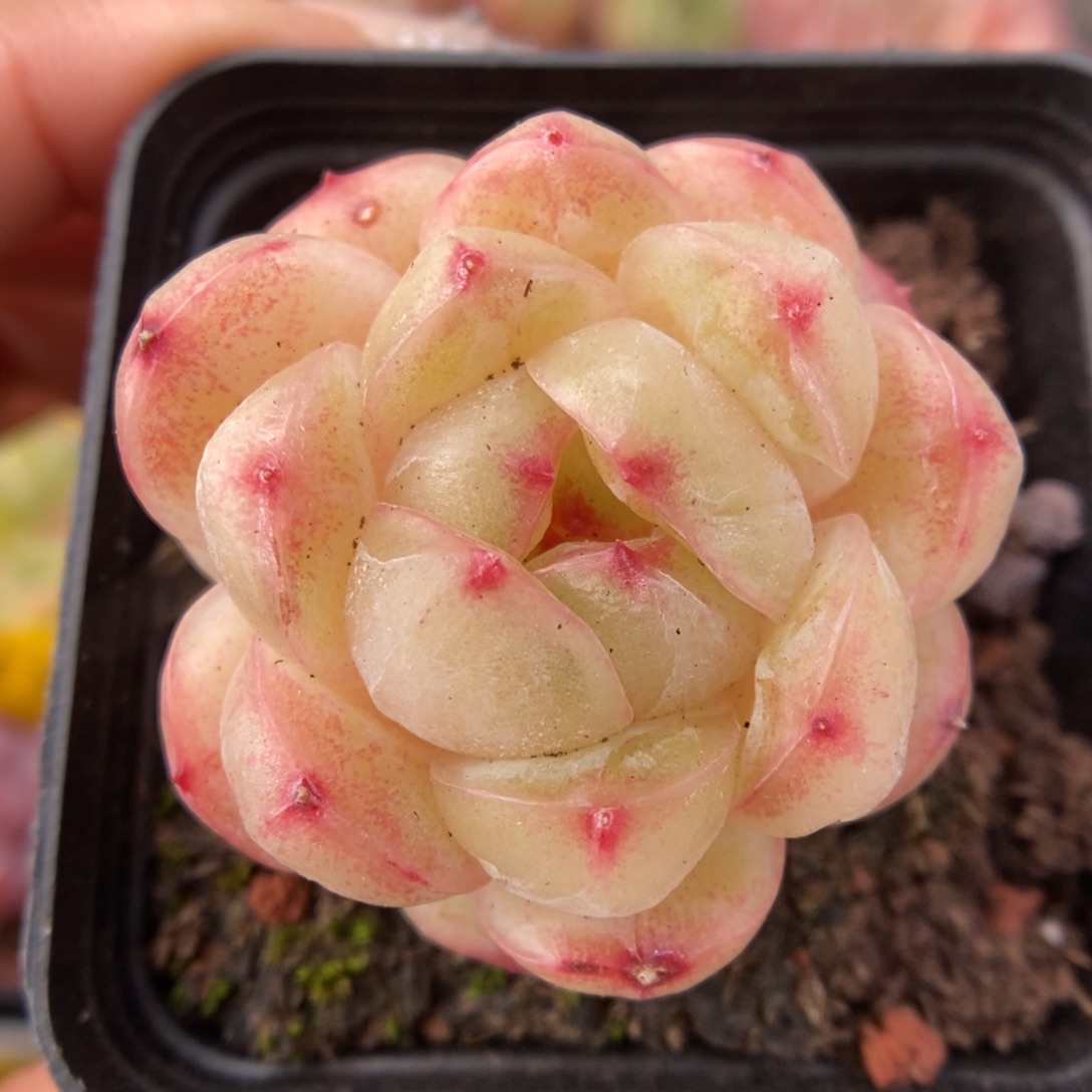 白雪珍妮可拍460号