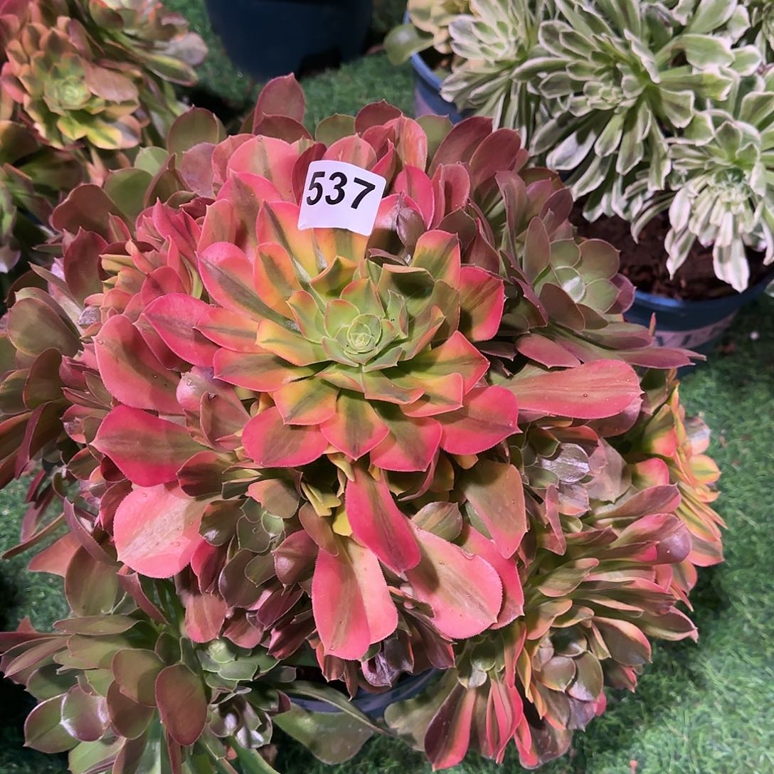 多肉植物韶修七彩537