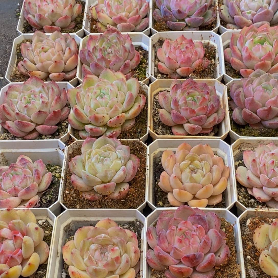 小*244的人都是这样吧