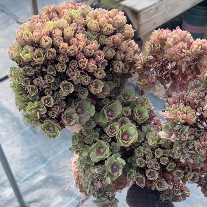 多肉的大肉都要用了哈皮