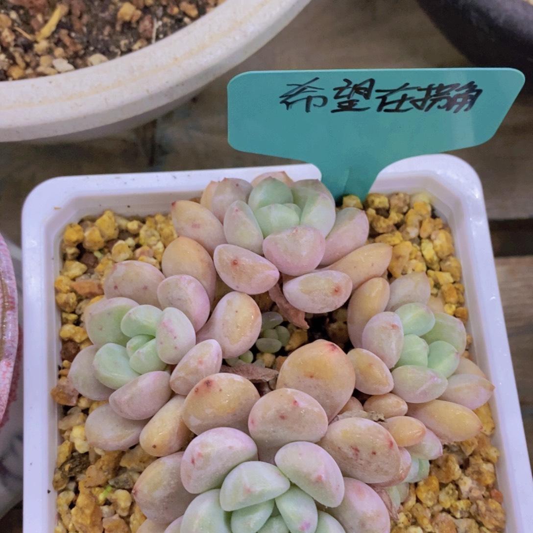 开心多肉，最后一场