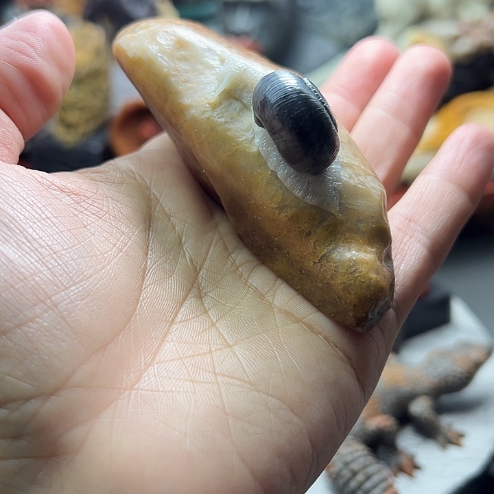 泽***瑞寿山石寿山石摆件