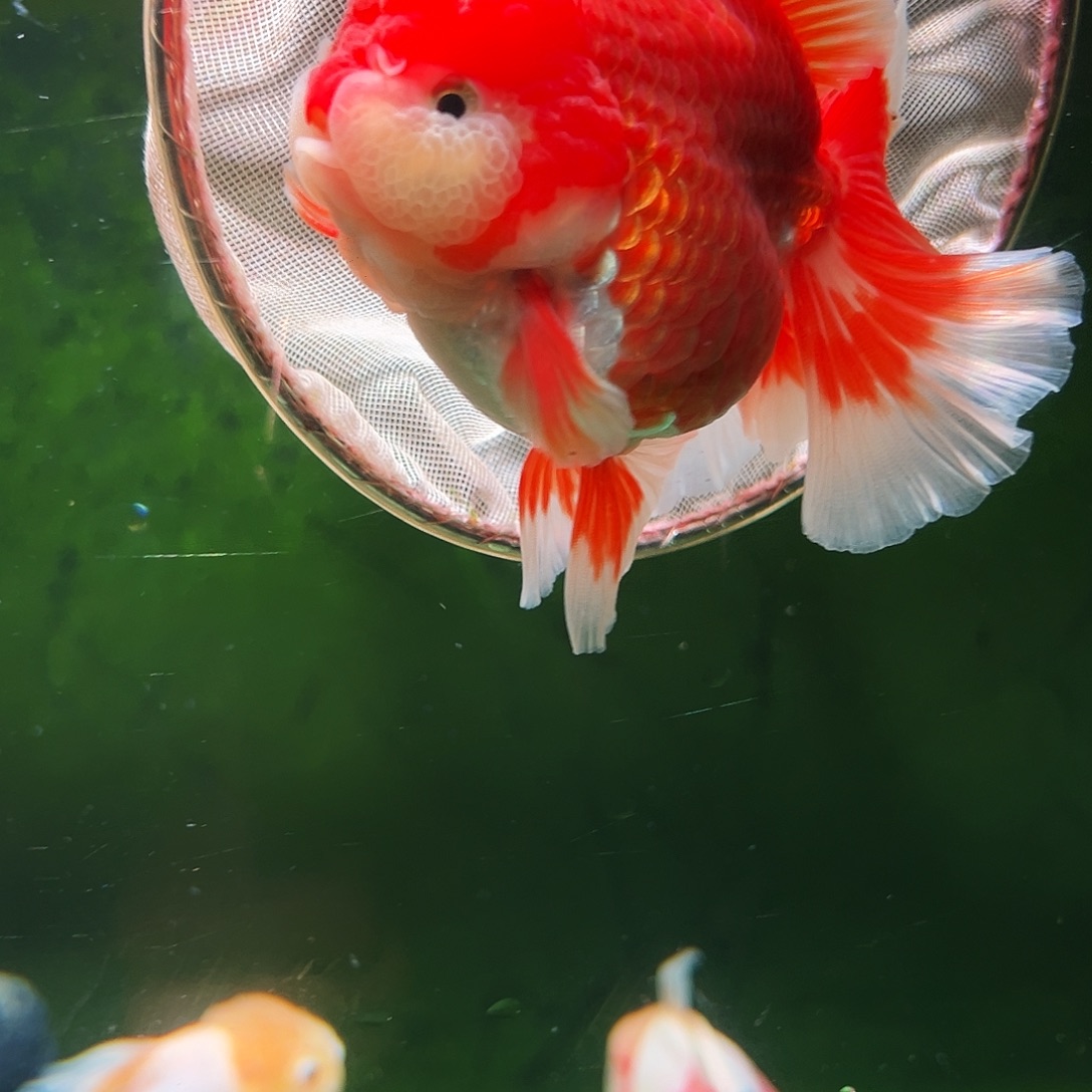 金鱼百褶泰狮冷水金鱼