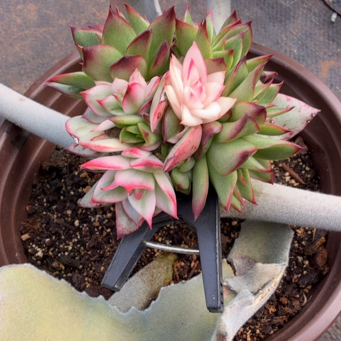 吉赛尔锦底座，多肉锦