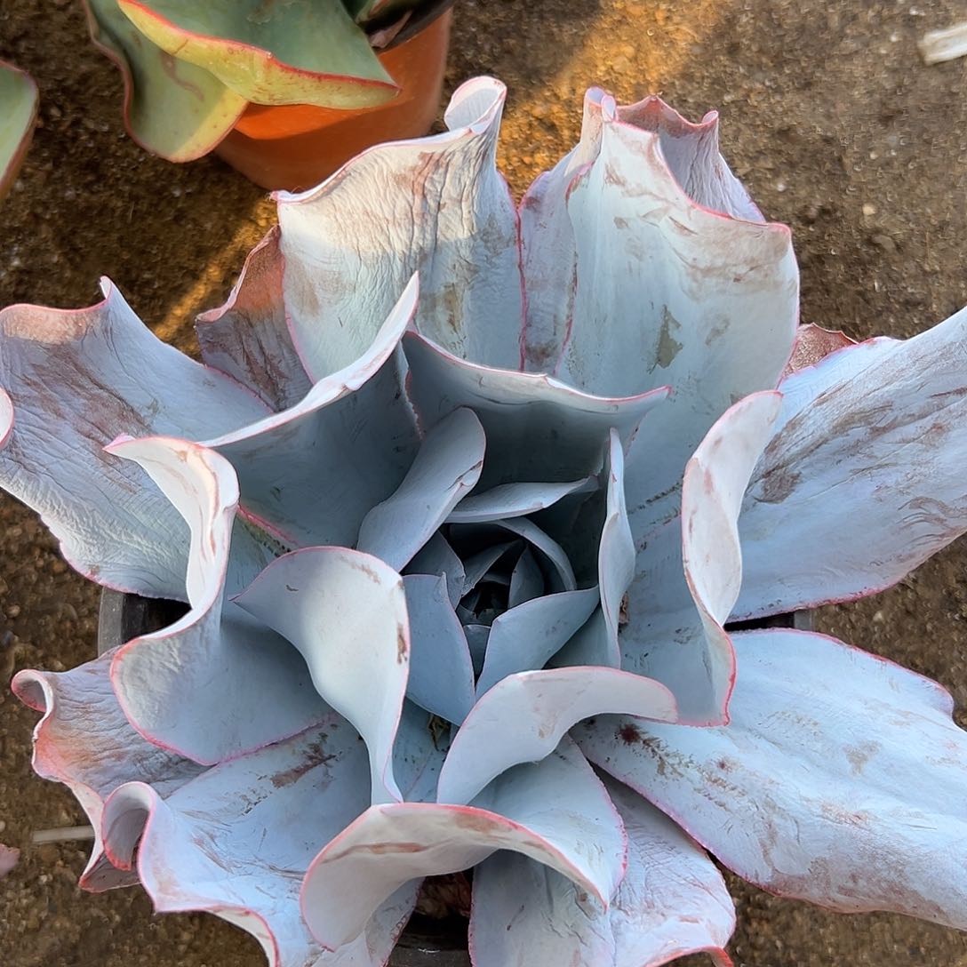 广告父母植物中央音乐学院