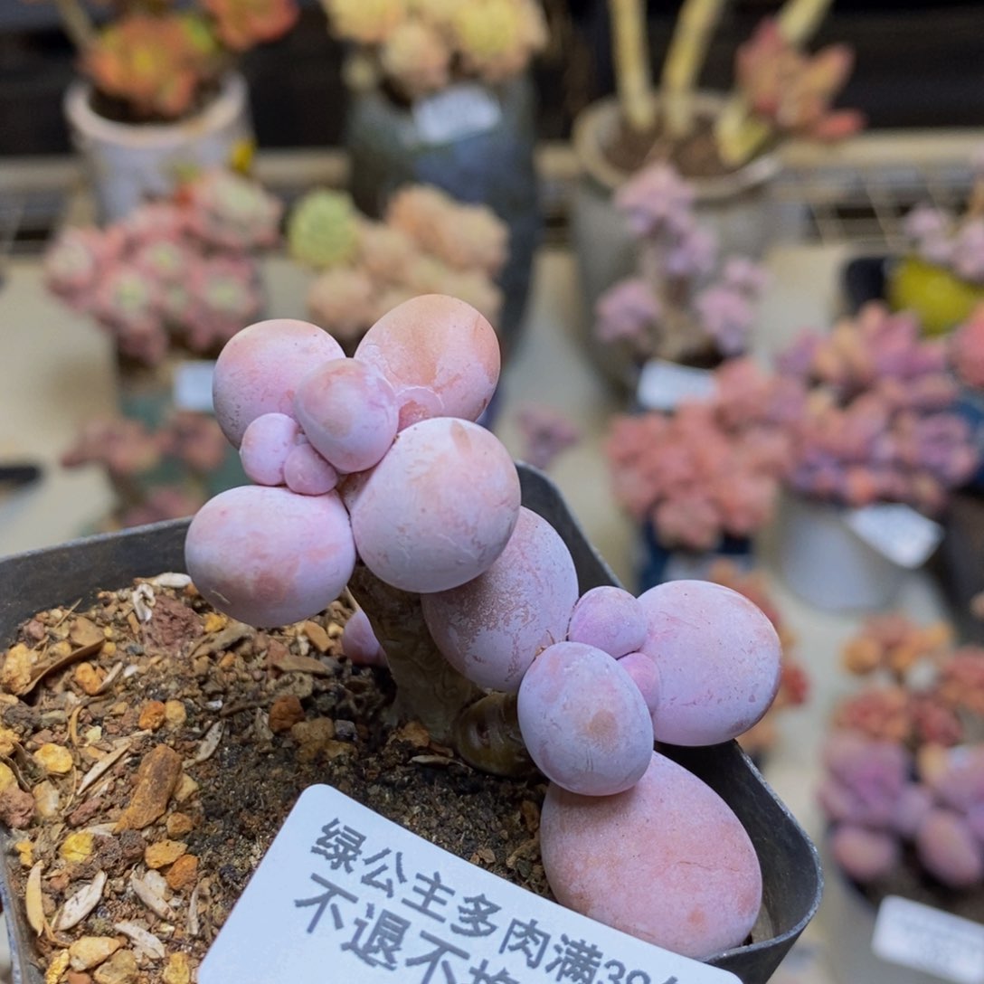 638橙奶多肉肉4c m