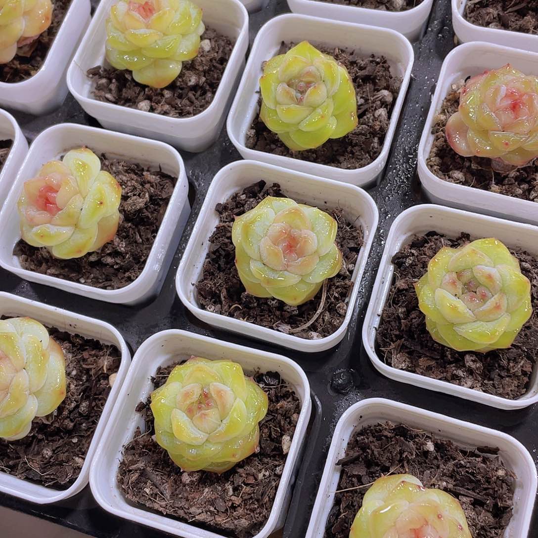 量拍16号 甜心珍妮单头3个